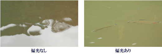 偏光あり・なし